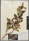 Foto von Salix serissima (L. H. Bailey) Fern.